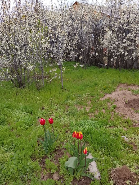 Продам частный дом в пригороде .