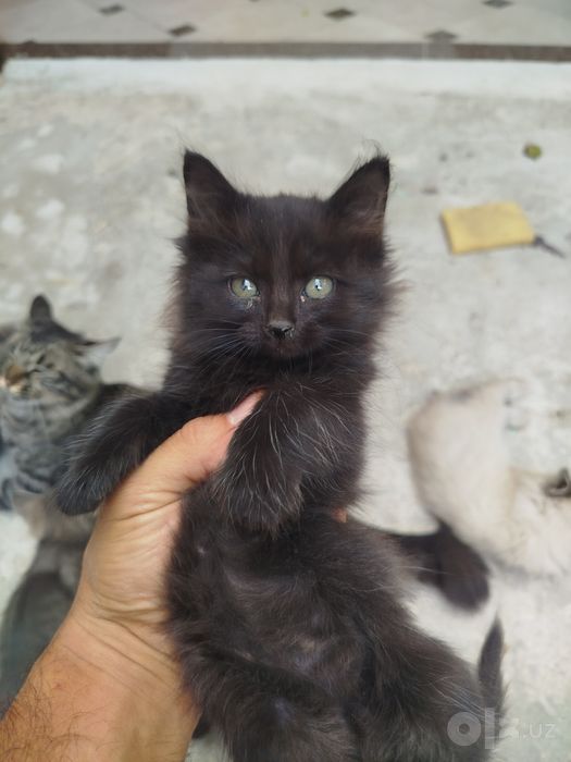 Отдам даром котята