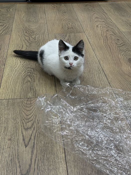 Мысық тегын беремын