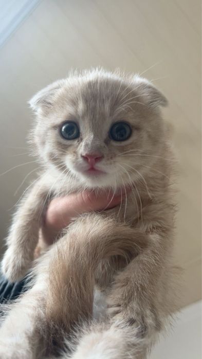 Шотландский Кошка Продается