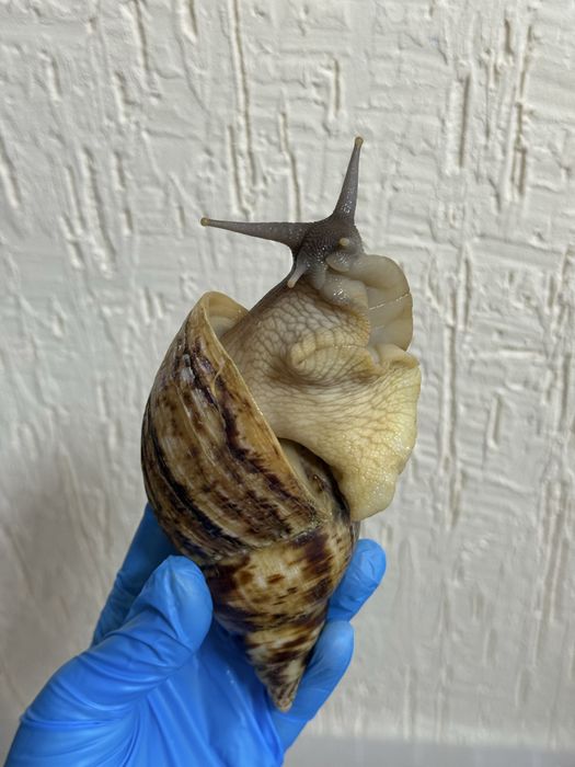 Продам больших улиток ахатин с контейнером