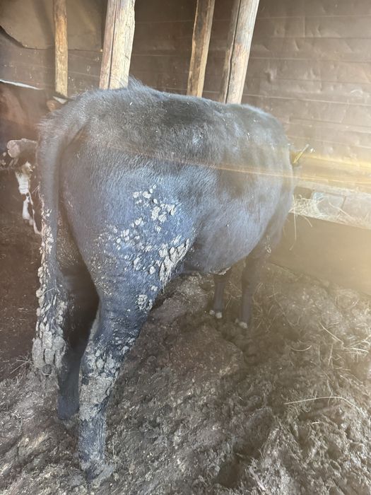 Продаммм бычковв