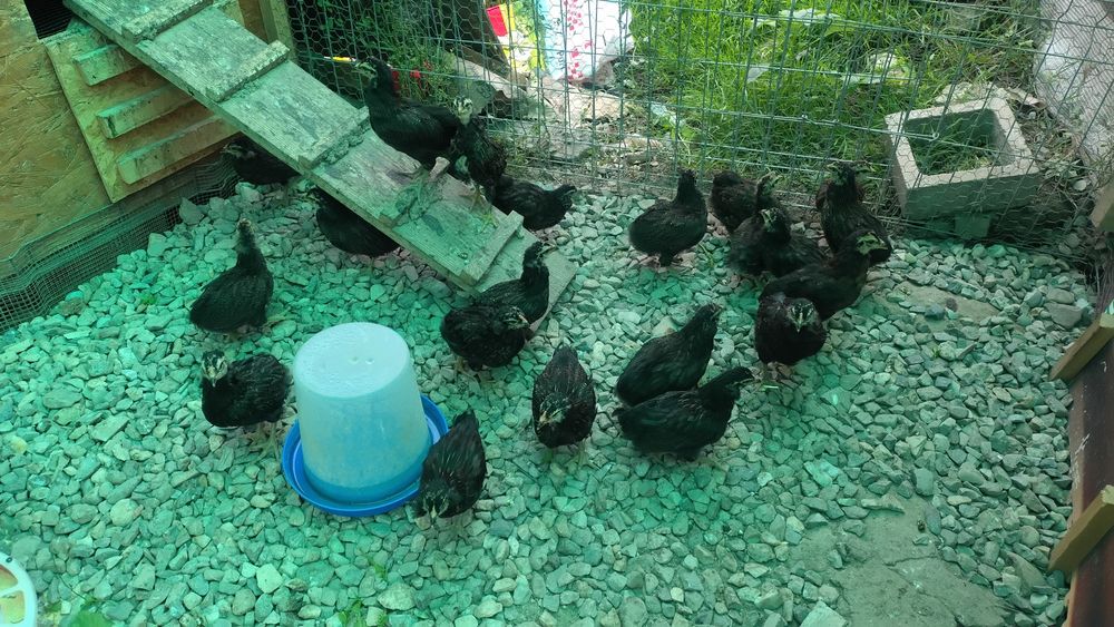 Pui de găină Araucana potârnichiu sălbatic.