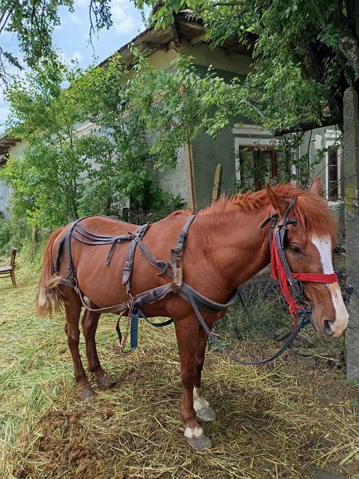 Cal de vânzare și căruță