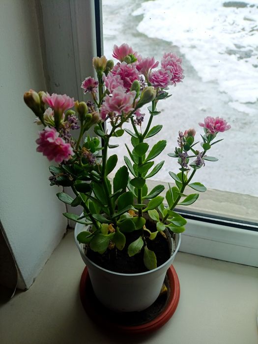 Цветы домашние Каланхоэ