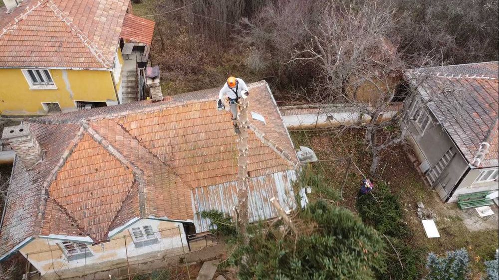 Сечене рязане оформяне премахване на Опасни Дървета