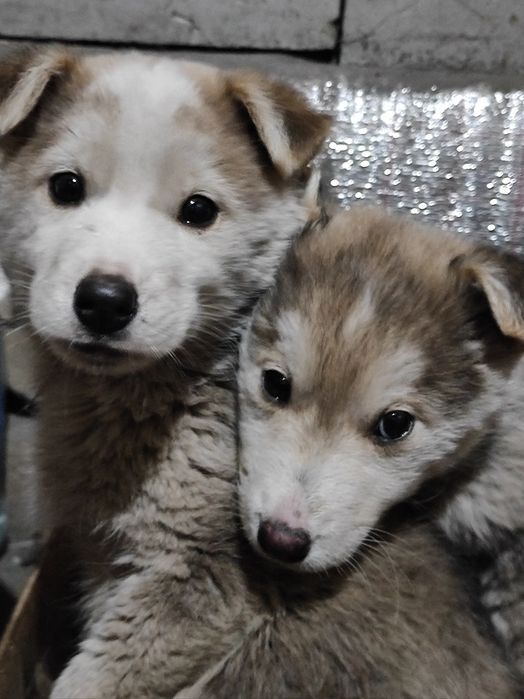 Отдам в хорошие руки