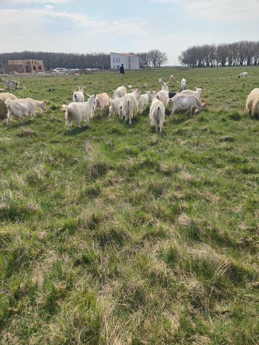 Văd capre fătate cu iezi langa el și oi cu miei