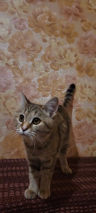 Кошка, 1 год, кастрирована