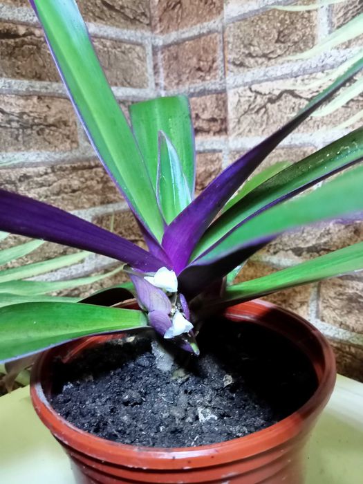 Рео - оберег от злого глаза.