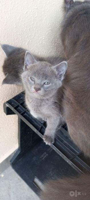 Продаються котята. Породы русская голубая. Есть доставка платная.