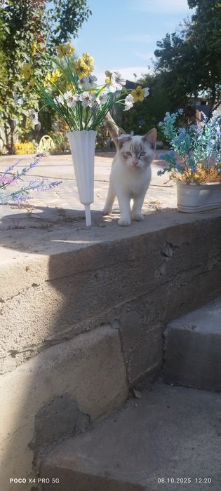 Отдам кошку и кота