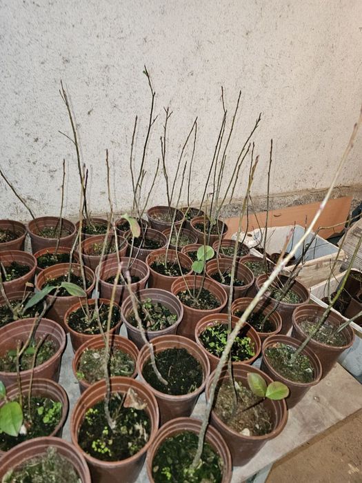 Galubika ko'chatlari