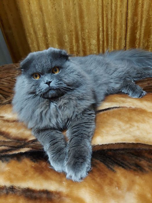 Шотландец на вязку