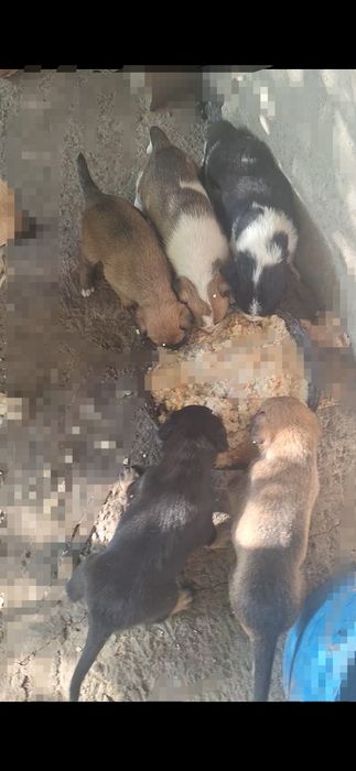 Отдам щенка,даром,бесплатно.