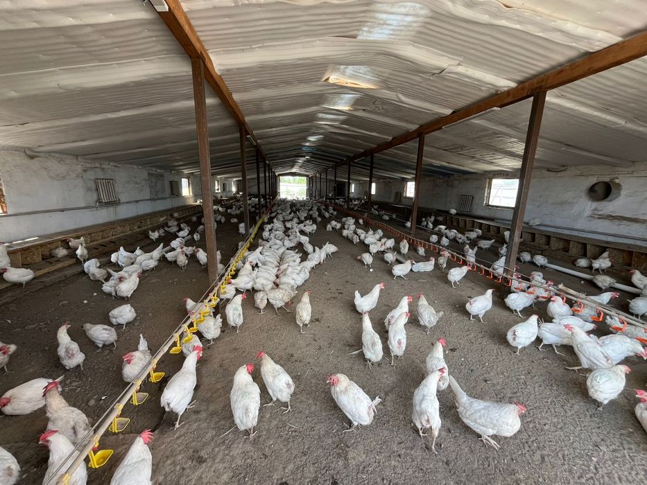 мини фабрика можно  как КХ