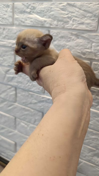 Шикарный котенок европейской бурмы