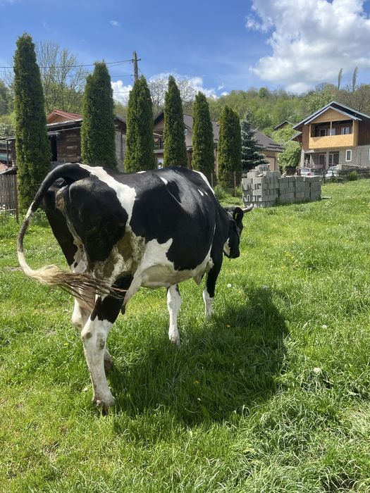 Vand vaca de lapte