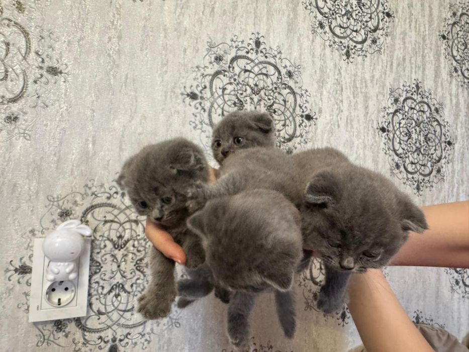 Шотландский вислоухий