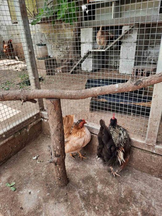 Продавам чифт Серама