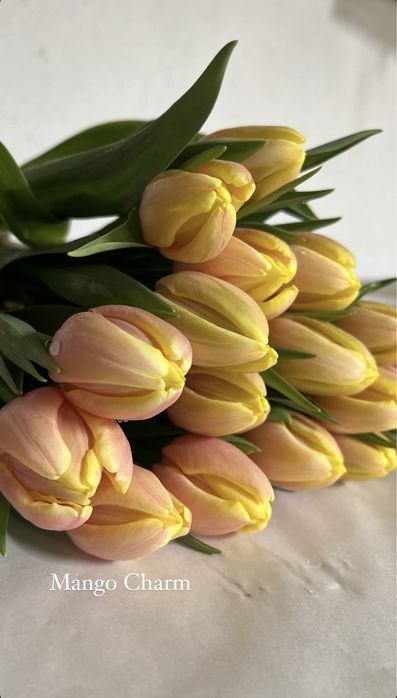 Тюльпаны оптом и в розницу