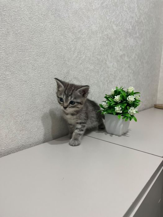 Котёнок девочка 1,5 месяца