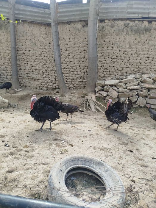 Курка хурозлари сотилади