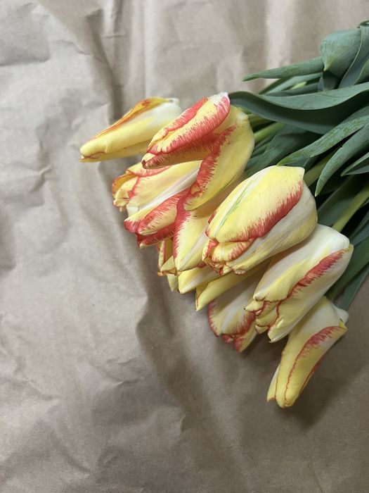 Продажа тюльпанов оптом к 8 марта