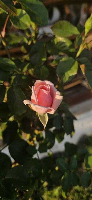 Trandafiri pomisor la oferta inaltime 1.5-1.6m calitate 1 cu rodire