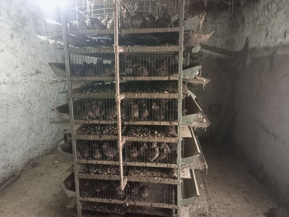 Bedanalar sotiladi kataklari bilan