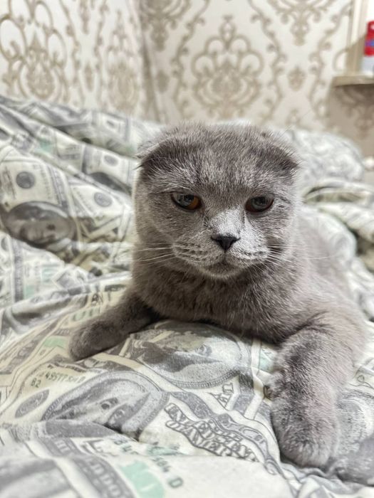 Eng qizgin porno yulduzlar