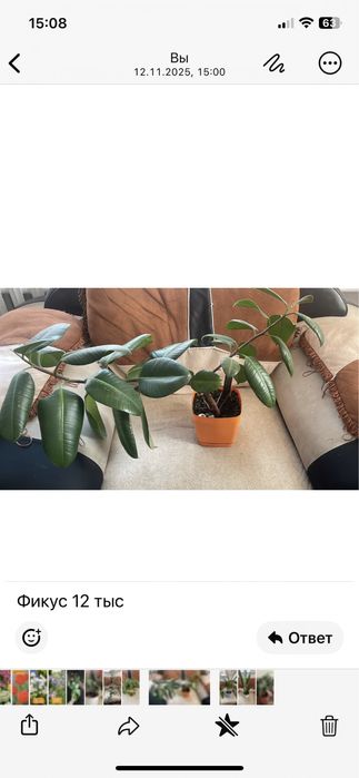 Срочно продам домашние цветы