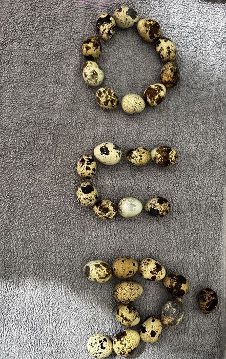 Vand oua de prepelita