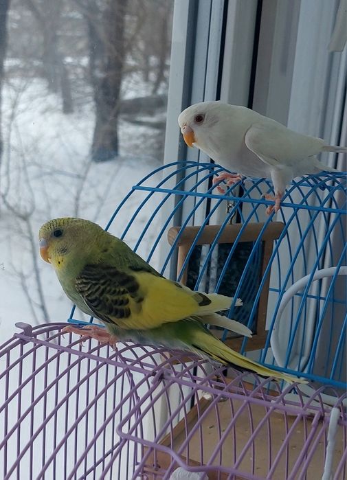 Волнистый попугай