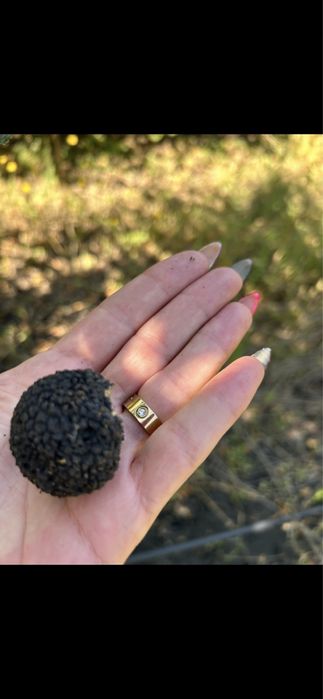 Продава се Земеделски имот в София, в.з. Драгалевци лифта -  кв.м за 20625 €/дка - Снимка #2