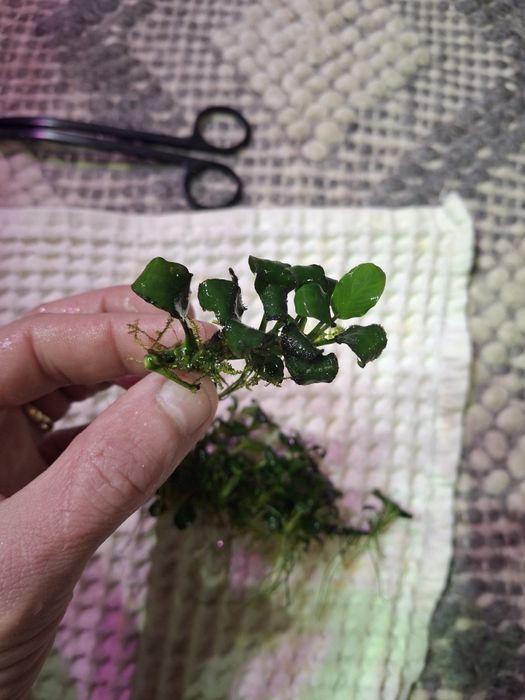 Plante și pesti acvariu