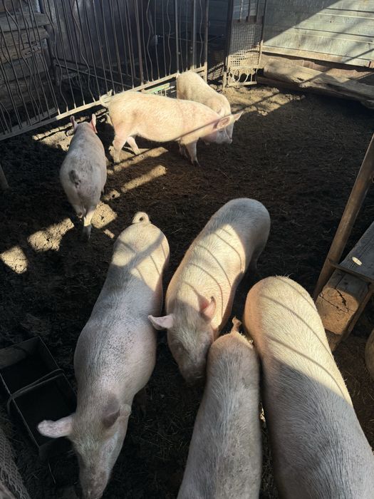 Продам свиней 7 месяцев