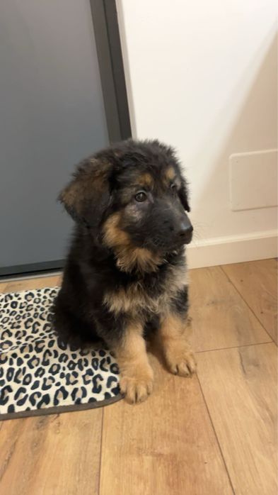 Donez pui ciobanesc german