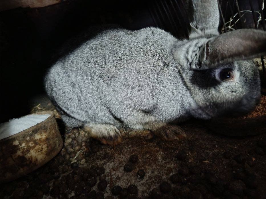 Продам кролих около года возраст