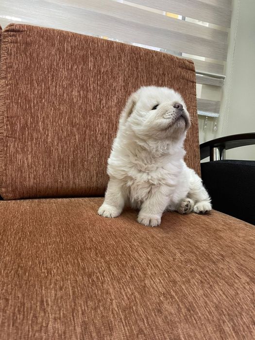 Чау чау мъжко бебе