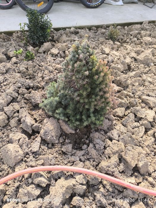 Продам ель коника