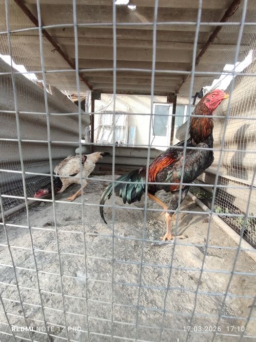 Куланги пара сотилади