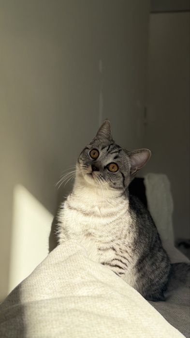 Отдам скоттиш страйт в добрые руки