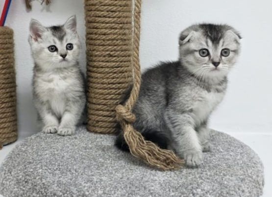 висЛоуХие ШотЛанДскиЕ КотЯтА..