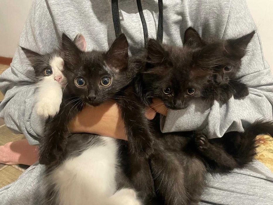 Котята-мальчики бесплатно