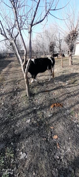 Gibrit gunojin 5 oylik bugoz