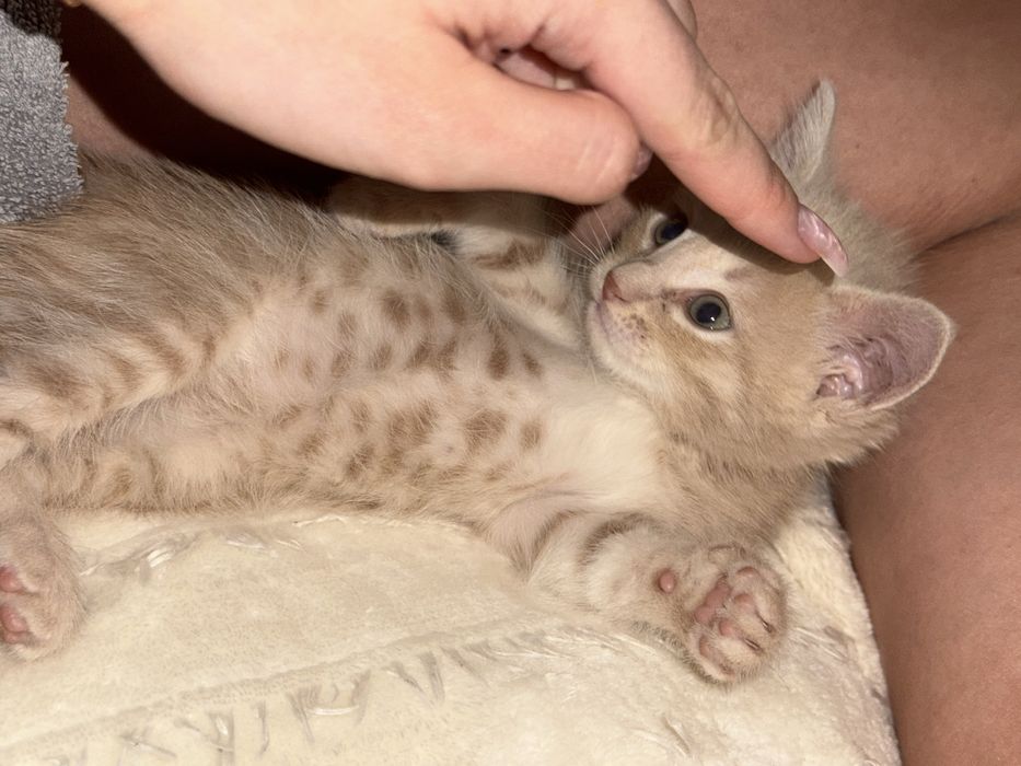 Отдаю в хорошие руки котенка