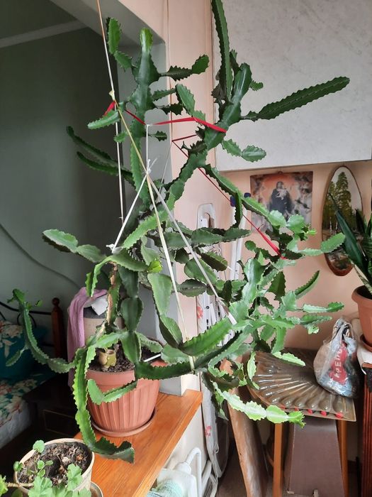 Продам кактус большой