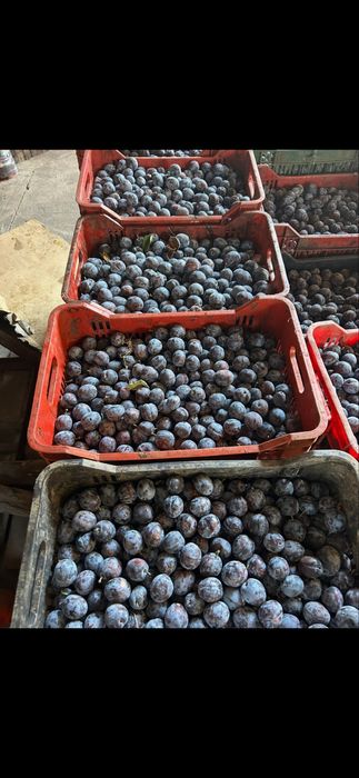 Prune pentru tuica