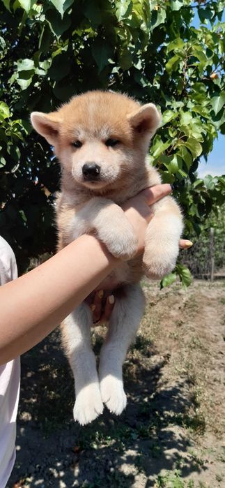 Продавам кученце акита ину